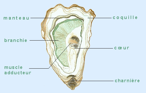 Photo de l'anatomie d'une huître